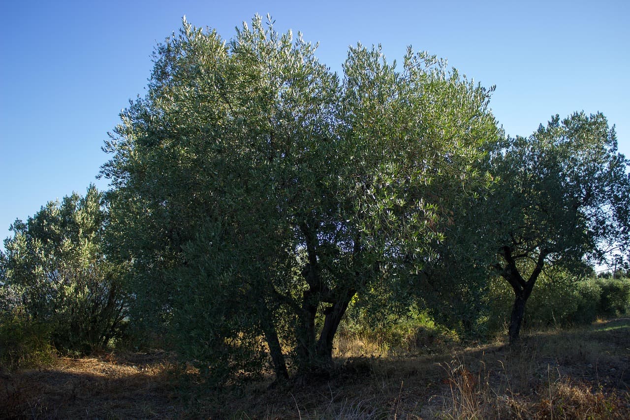 Mecanismos de Acción en el Estrés Hídrico del Olivo
