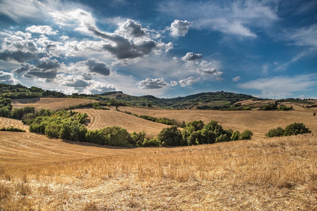 Tendencias en Bioestimulantes: Futuro de la Agricultura