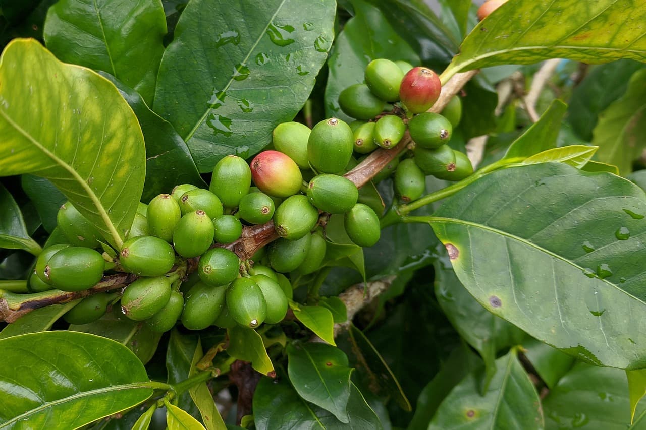 Uso de Bioprotectores en Cultivos de Café en América Latina
