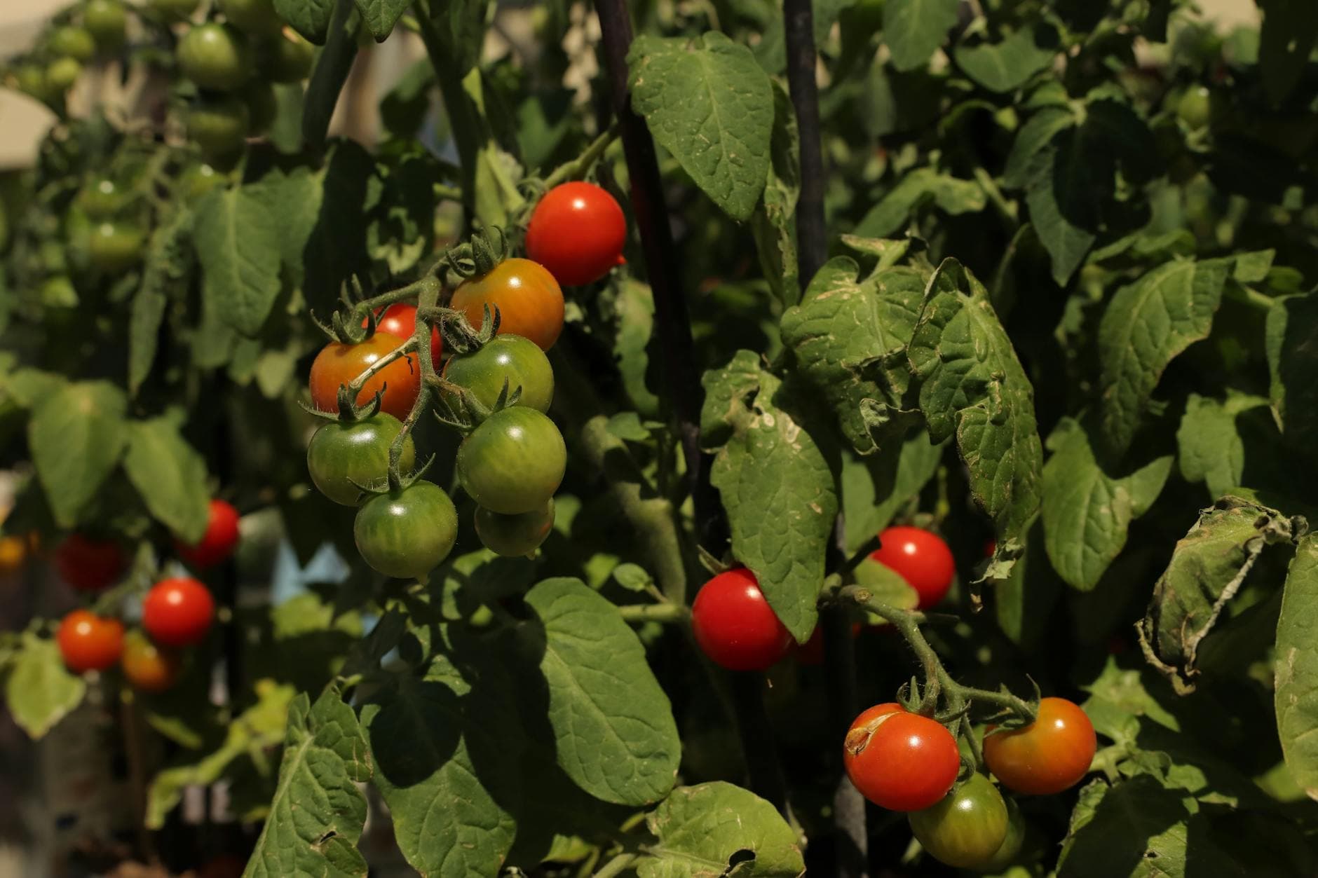 Aplicación de Bioestimulantes en Cultivo de Tomate