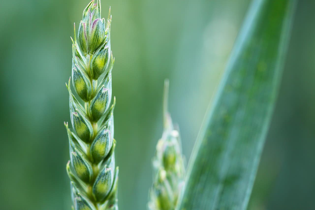 Bioestimulantes Agricultura Ecológica en Europa