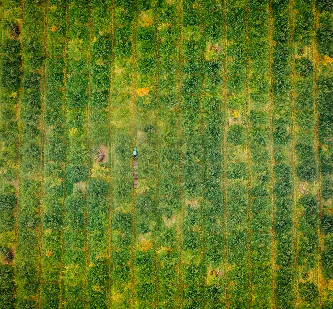 Manejo del Suelo para Producción Óptima de Berries