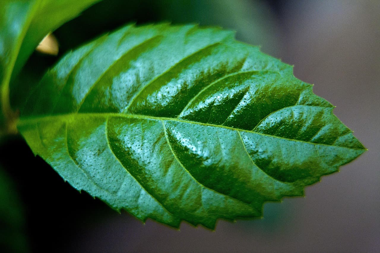 Regulación Bioestimulantes Europa: Cambios para Agricultores