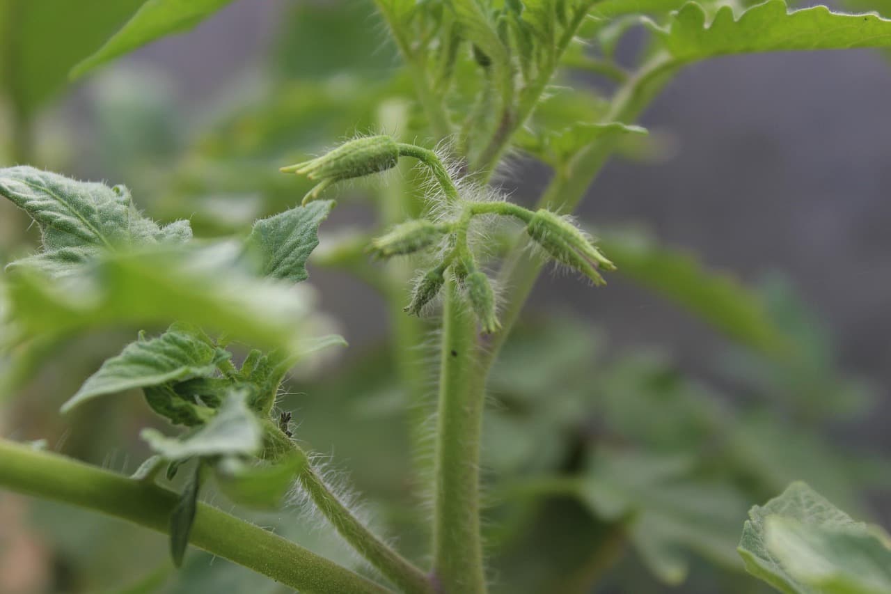 Uso de Bioestimulantes en Producción de Tomate Orgánico