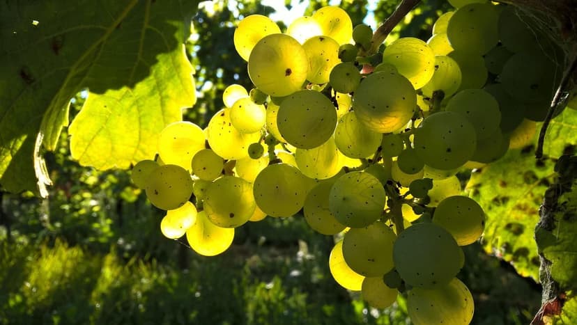 Häufig gestellte Fragen zu Biostimulanzien im Weinbau
