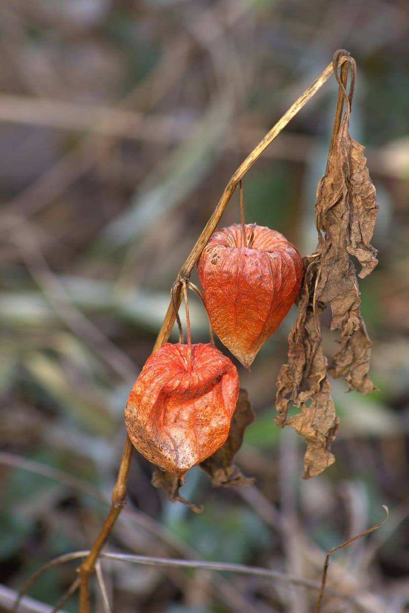 Impacto do Estresse Hídrico nas Oliveiras