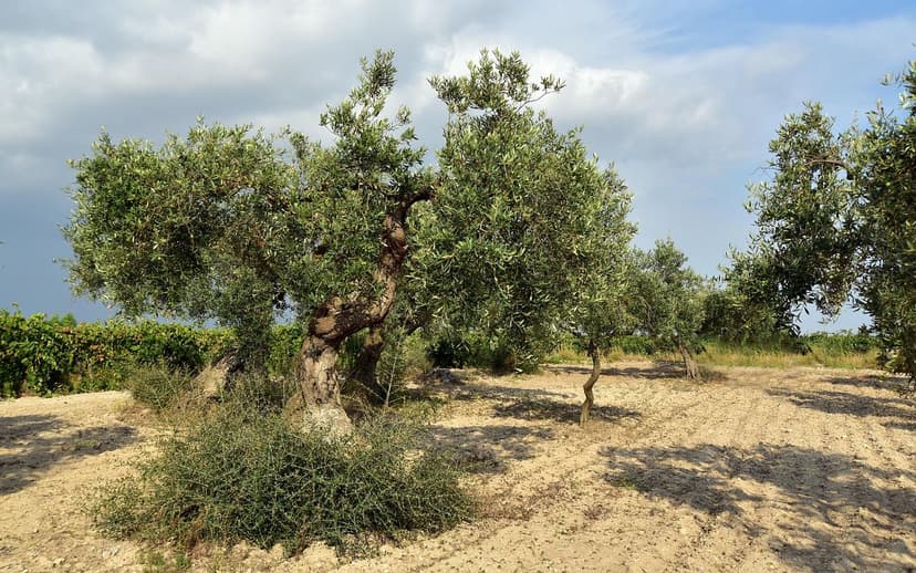 Efectos de Bioestimulantes en Olivos ante Sequías