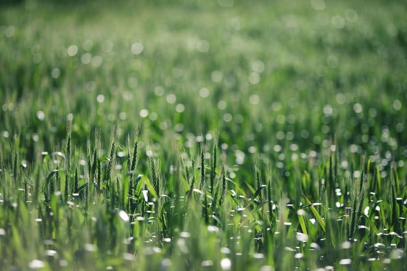 Biostimulants Agricoles : Définition et Mode d'Action