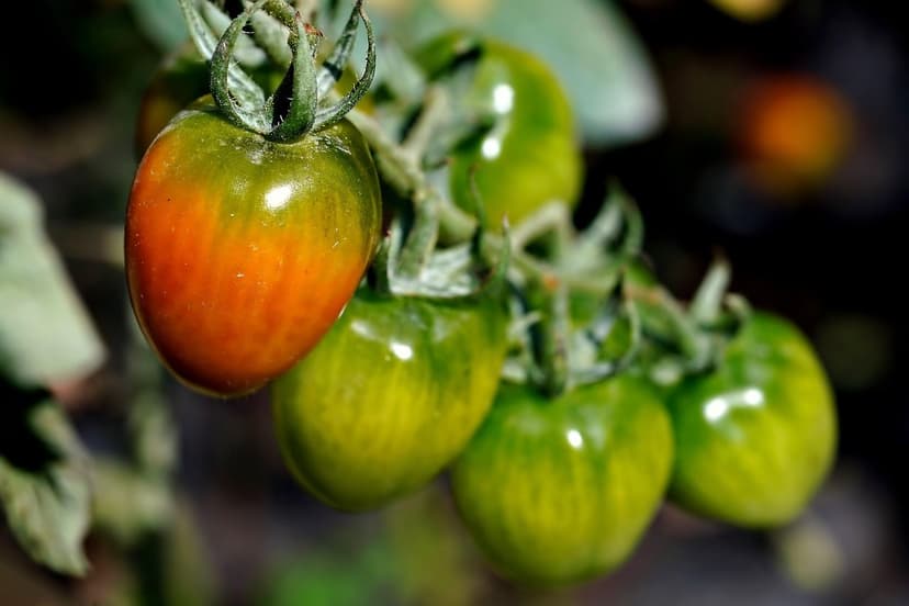Strategie di Irrigazione Efficienti per Biostimolanti nel Pomodoro