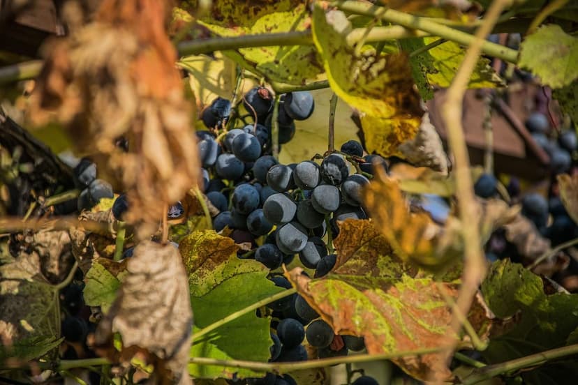Biostimulants for Disease Control in Grapevines