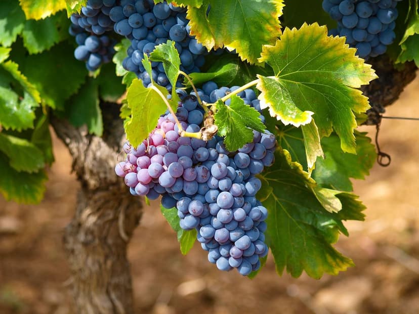 Biostimulants pour Vigne et Raisin : Guide Technique par Phénologie po