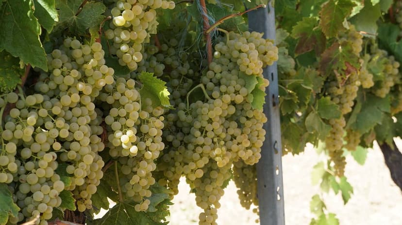 Nitrogen Fertilization in Grapevines: Dosage and Application