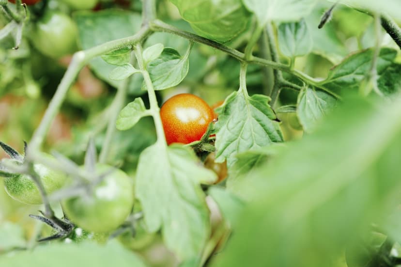 La microbiología del suelo: motor de la nutrición del tomate