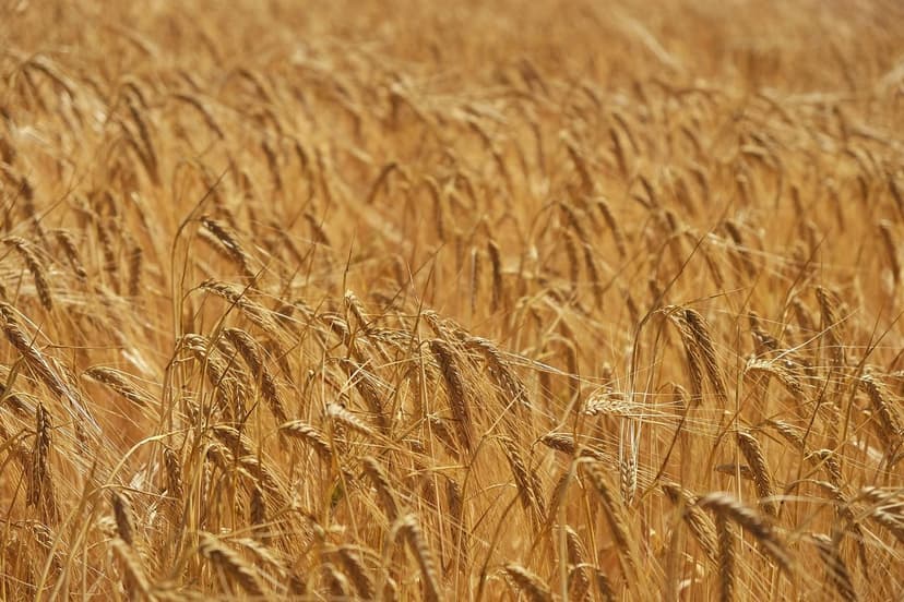 Avantages des Biostimulants dans l'Agriculture Européenne