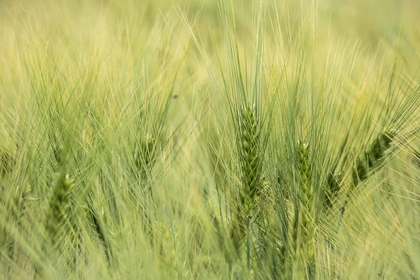 Biostimulanzien für europäische Kulturen: Steigern Sie Ihre Produktion