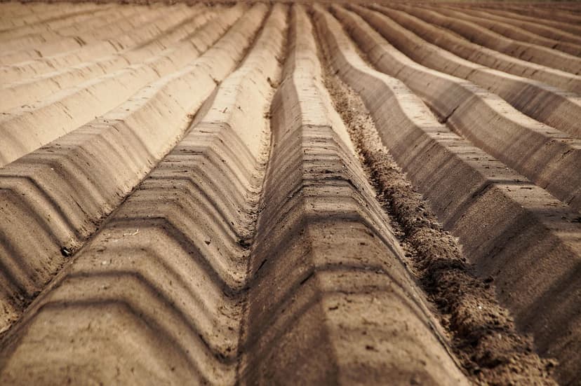 Microrganismi del suolo che favoriscono le colture agricole