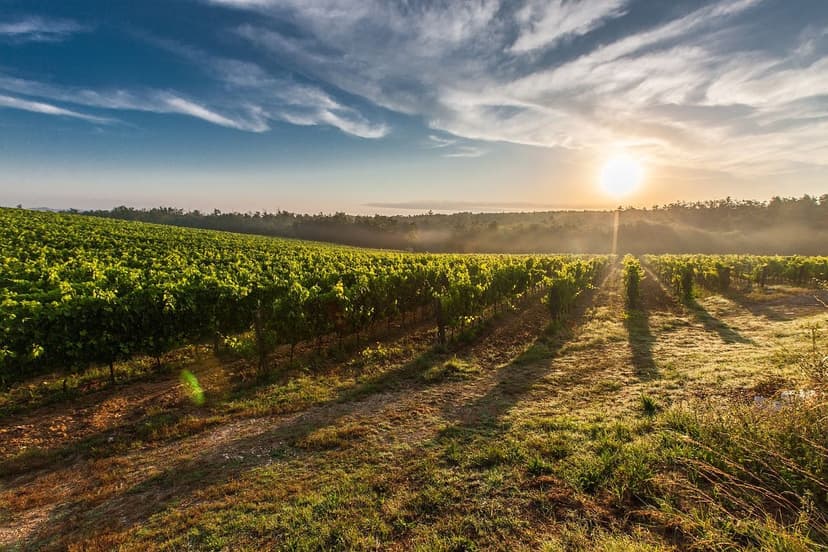 Influence of Irrigation on Berry Quality