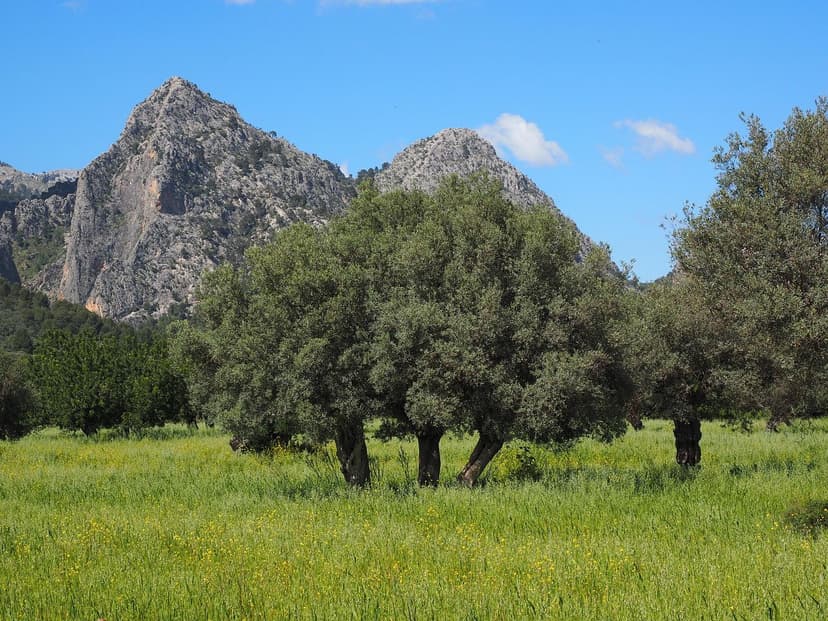 Olive Biostimulants Root Absorption and Yield