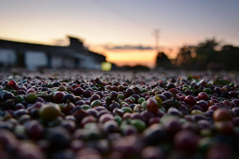 Biostimulants d'acides aminés pour l'avocatier en sols salins