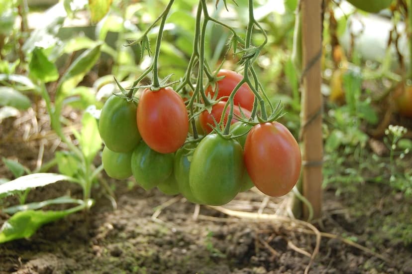 Utilisation de biostimulants dans la production de tomates biologiques