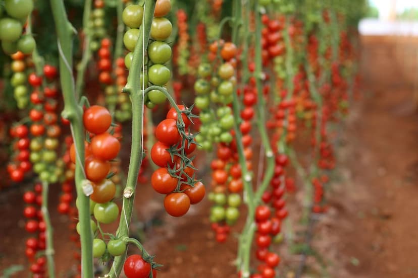 Uso de Bioestimulantes en Producción de Tomate Orgánico