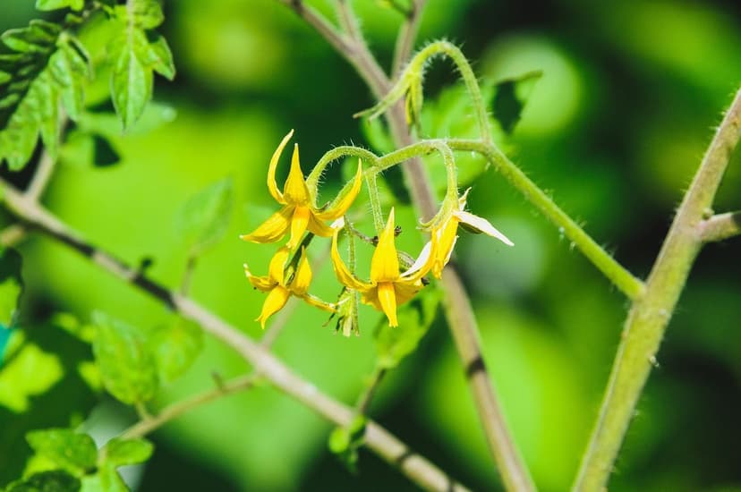 Biostimolanti per pomodoro: applicazione, dosaggio e risultati