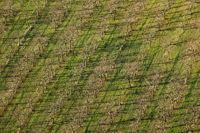 Fertilização Nitrogenada em Abacate: Dose e Momento Chave