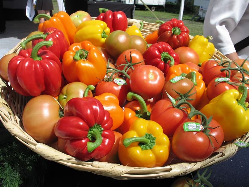 Bioestimulantes para tomate: quando aplicar e dosagem