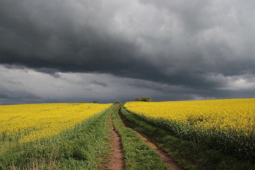 Azote et Acides Aminés : Synergie en Agriculture Durable