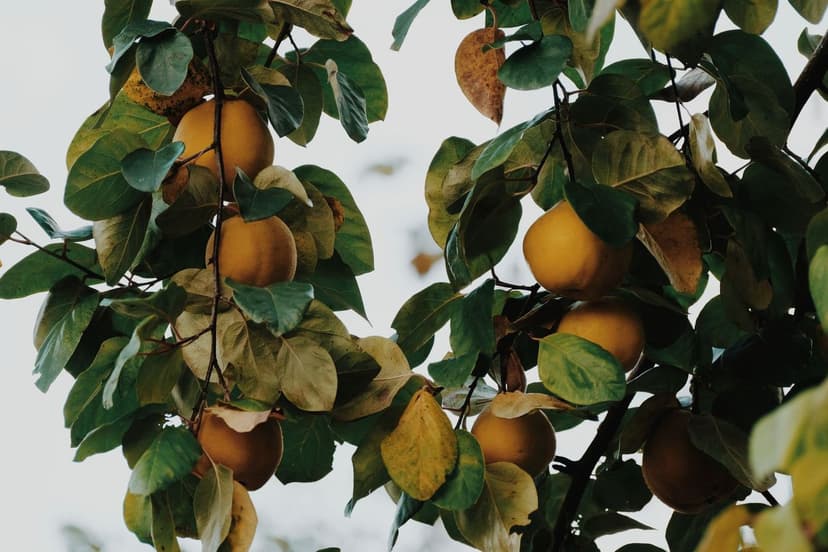 Tecniche di Applicazione dei Biostimolanti negli Alberi da Frutto