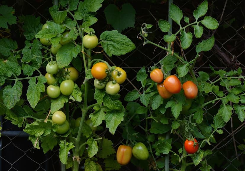 Fertilización Nitrogenada en Tomate: Dosis y Momento