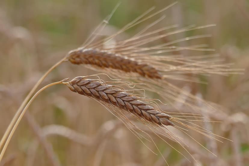 Ecological Biostimulants: Natural Enhancers of Crop Growth