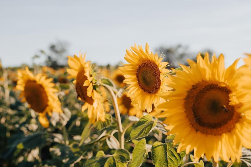 Azote Organique en Agriculture : Avantages Applicatifs