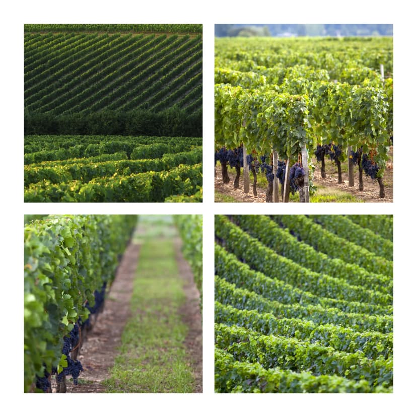 Resultados agronómicos en viñedo europeo