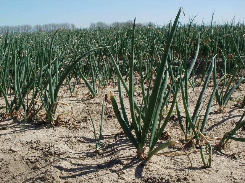 Proteggi il tuo Raccolto e Nutri la tua Terra: La Rivoluzione dei Fito