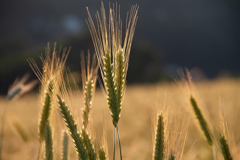 Benefícios dos Bioestimulantes em Cultivos Europeus