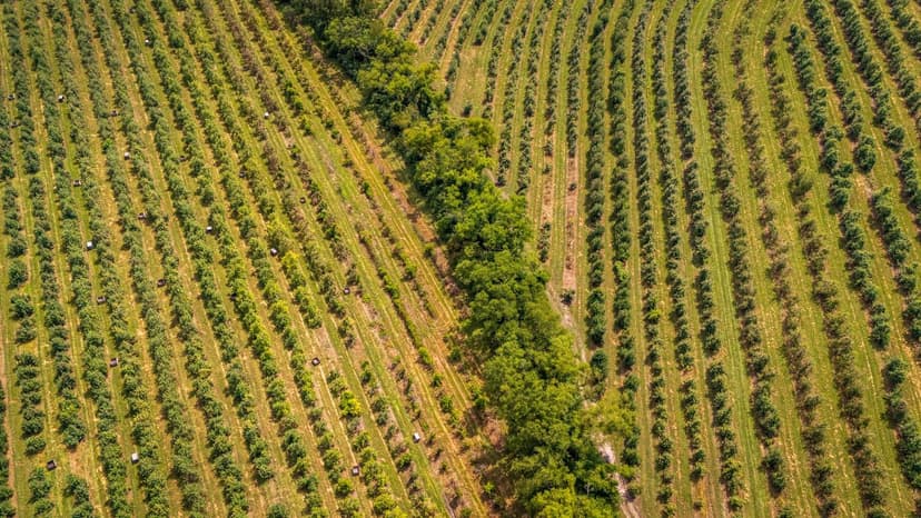 Stickstoffdüngung bei Avocado: Dosierung und optimaler Zeitpunkt