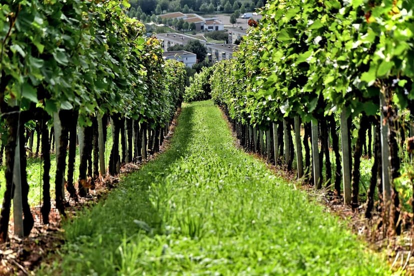 La Guida Definitiva per un Giardino e un'Agricoltura Sostenibili: Scop