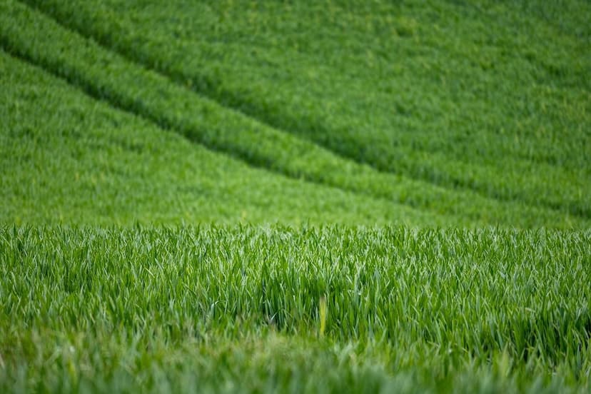 Nitrogen and Humic Acids in Sustainable Agriculture