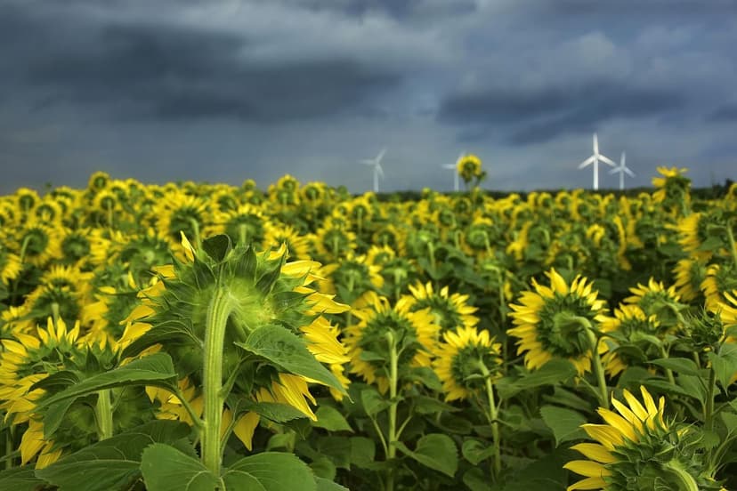 Fertilizantes Orgánicos: La Guía Definitiva para Nutrir tus Cultivos d