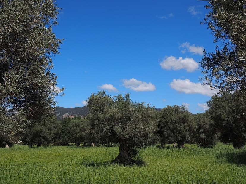 Biostimulants pour olivier : absorption racinaire et rendement