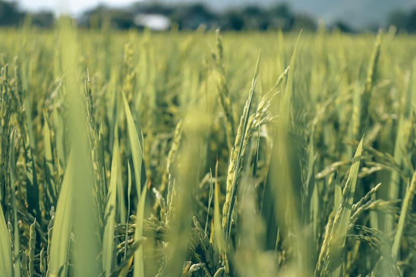 EU Biostimulant Regulation: Changes for Farmers