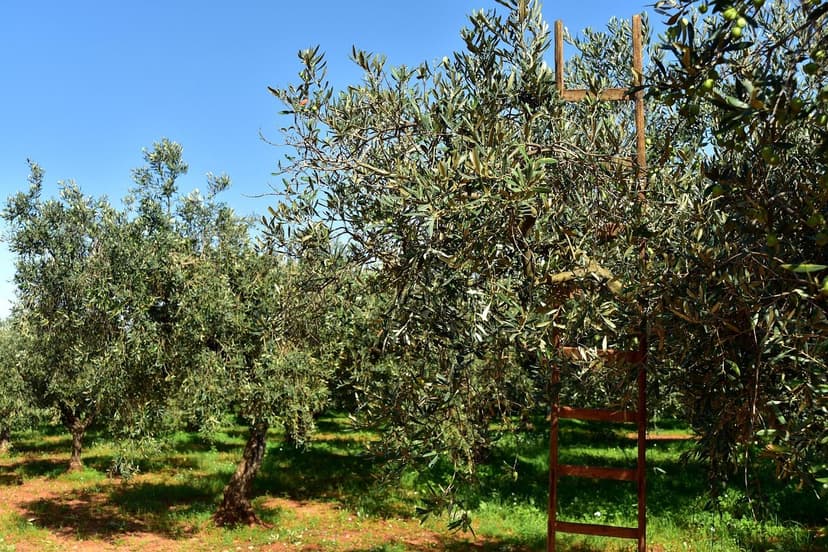 Auswirkungen von Biostimulanzien auf Olivenbäume bei Trockenheit