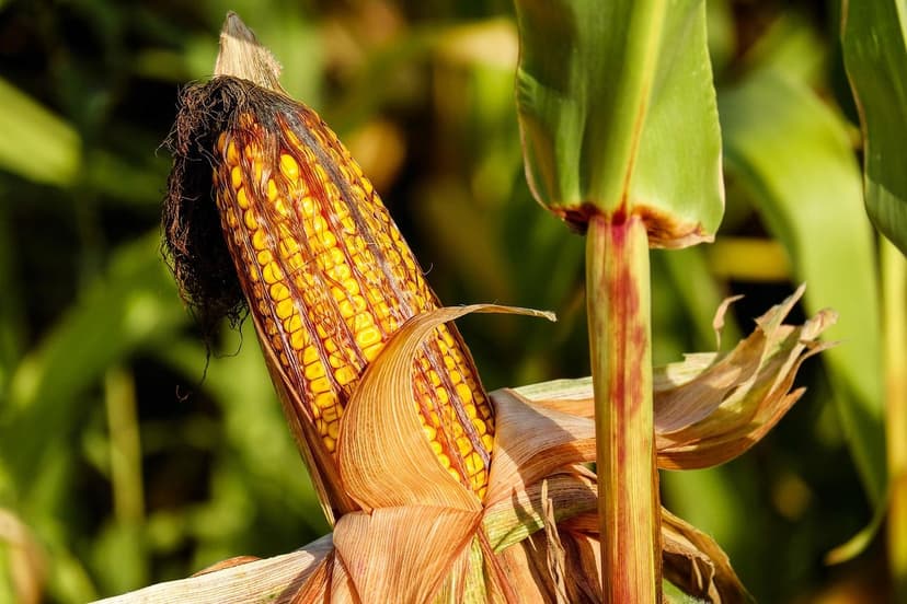 ECOGANIC NANOTECNOLOGIA em arroz no Vietnã: +16% de produção no delta 