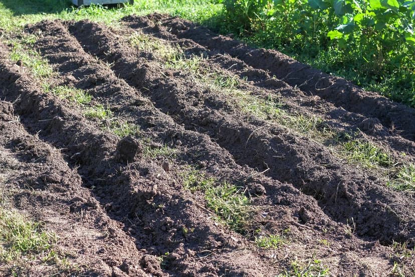 Bodenmikrobiologie im Kaffeeanbau: Schlüssel zur Produktivität