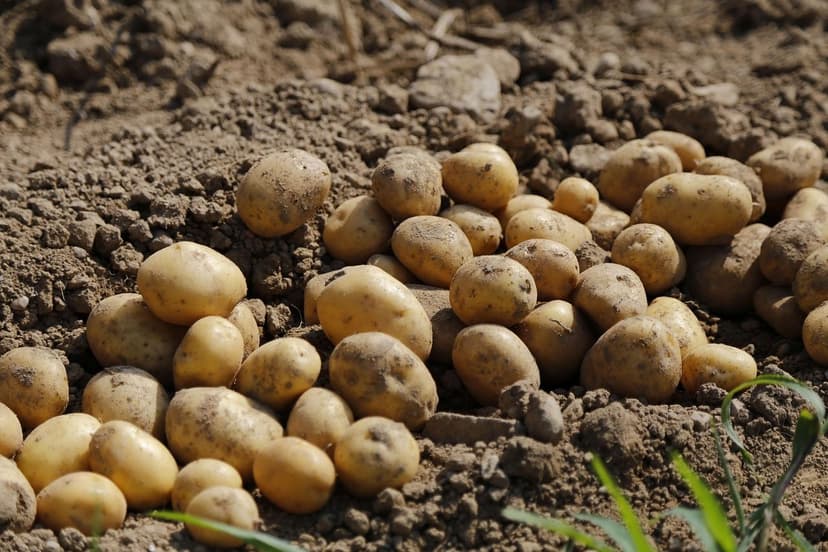 Use of Bioprotectants in Coffee Crops in Latin America