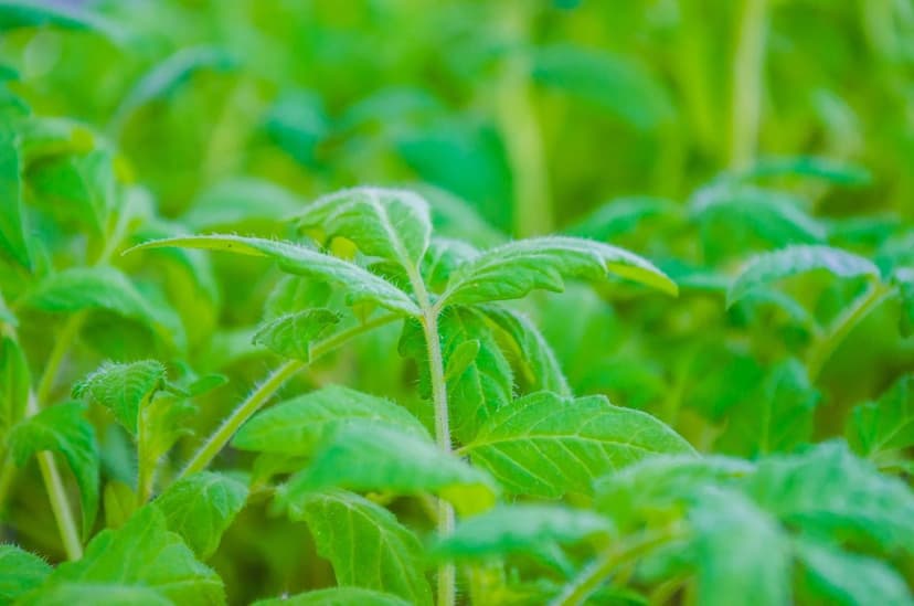 Vorteile einzelliger Algen bei Tomaten