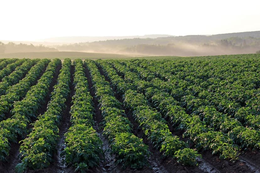 Biostimulants to Improve Crops in Europe