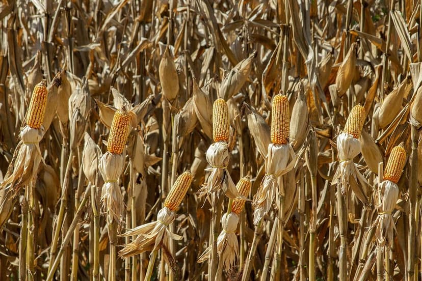 Biostimulants for European Crops: Boost Your Production