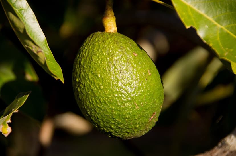 Aumentando a produção de abacate com bioestimulantes